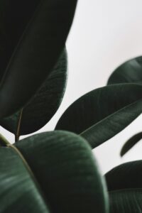 Plant in an office space