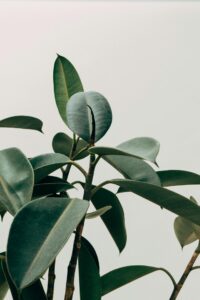 Plant in Chariot Law Office space